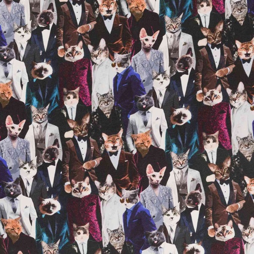 [660402] CATS IN TUXEDO