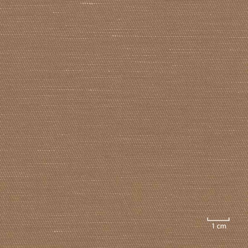 [318956] CAMEL, PLAIN